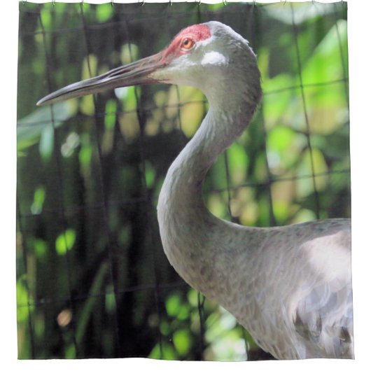 Sandhügelkranich Duschvorhang (Vorderseite)