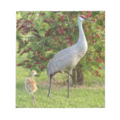 Sandhügelkranich mit Küken im Bottlebrush Notepad Notizblock (Vorderseite)