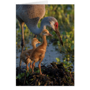 Sandkranich mit Küken, Florida
