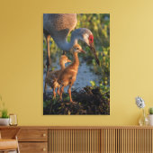 Sandkranich mit Küken, Florida Leinwanddruck (Insitu (Wohnzimmer))