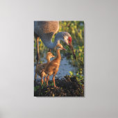 Sandkranich mit Küken, Florida Leinwanddruck (Vorderseite)