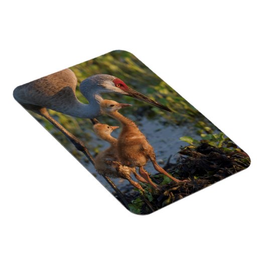 Sandkranich mit Küken, Florida Magnet (Rechte Seite)
