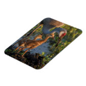 Sandkranich mit Küken, Florida Magnet (Linke Seite)