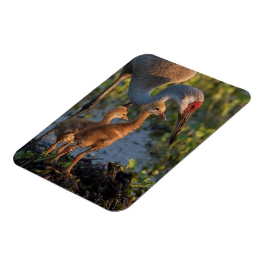 Sandkranich mit Küken, Florida Magnet (Linke Seite)