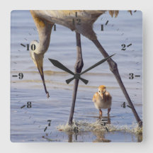 Sandkranich mit Küken (kalt) im Florida-See