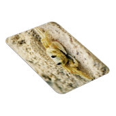 Sandkrebs, Curacao, Karibikinseln, Foto Magnet (Rechte Seite)