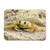 Sandkrebs, Curacao, Karibikinseln, Foto Magnet (Horizontal)