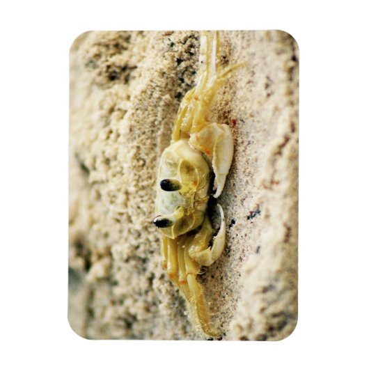 Sandkrebs, Curacao, Karibikinseln, Foto Magnet (Vertikal)