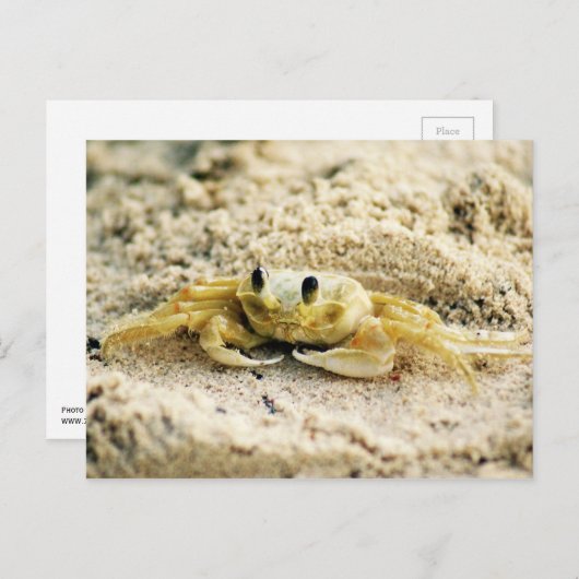 Sandkrebs, Curacao, Karibikinseln, Foto Postkarte (Vorne/Hinten)