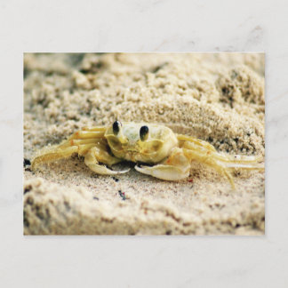 Sandkrebs, Curacao, Karibikinseln, Foto Postkarte