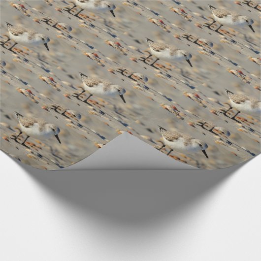 Sandpfeifer und Seashells Geschenkpapier (Ecke)