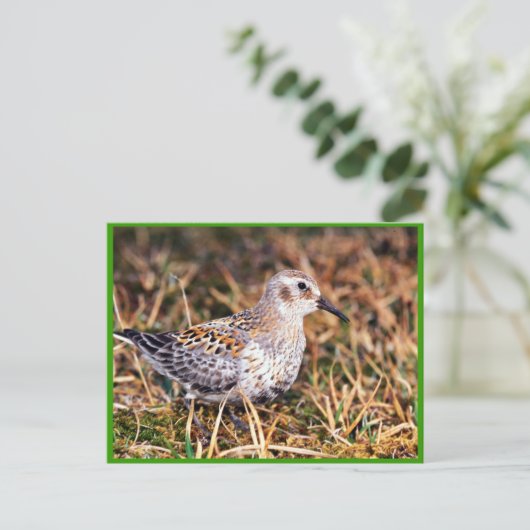 Sandpferd Postkarte (Stehend Vorderseite)