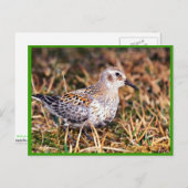 Sandpferd Postkarte (Vorne/Hinten)