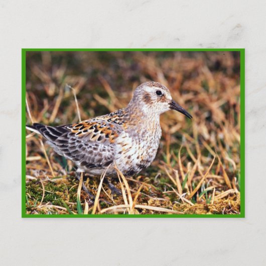 Sandpferd Postkarte (Vorderseite)