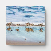 Sandpferde entlang des Strandes Fotoplatte (Vorderseite)