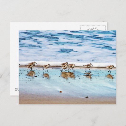 Sandpferde entlang des Strandes Postkarte (Vorne/Hinten)