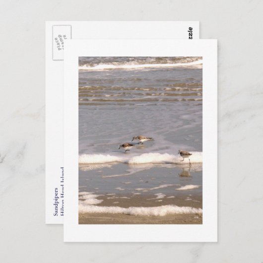 Sandpferde Postkarte (Vorne/Hinten)