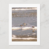 Sandpferde Postkarte (Vorderseite)