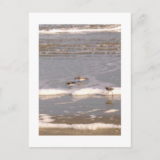 Sandpferde Postkarte (Vorderseite)