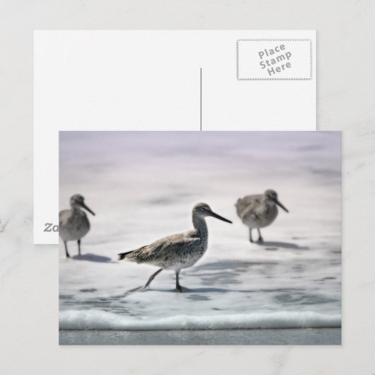 Sandpferde Postkarte (Vorne/Hinten)