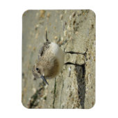 Sandpiper am Strand Magnet (Vertikal)