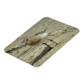 Sandpiper am Strand Magnet (Linke Seite)