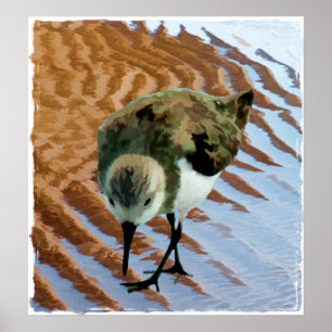 Sandpiper am Strand Poster