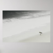 Sandpiper am Strand Poster (Vorne)