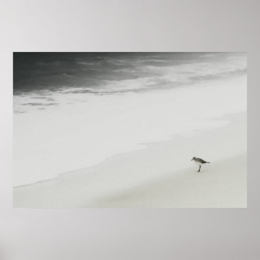 Sandpiper am Strand Poster (Vorne)