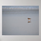 Sandpiper am Strand Poster (Vorne)