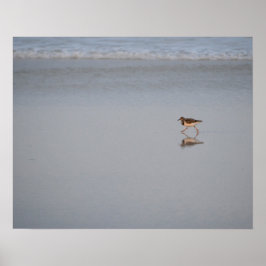 Sandpiper am Strand Poster