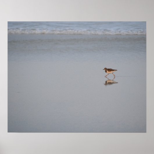 Sandpiper am Strand Poster (Vorne)