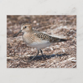 Sandpiper am Strand Postkarte