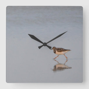 Sandpiper am Strand Quadratische Wanduhr