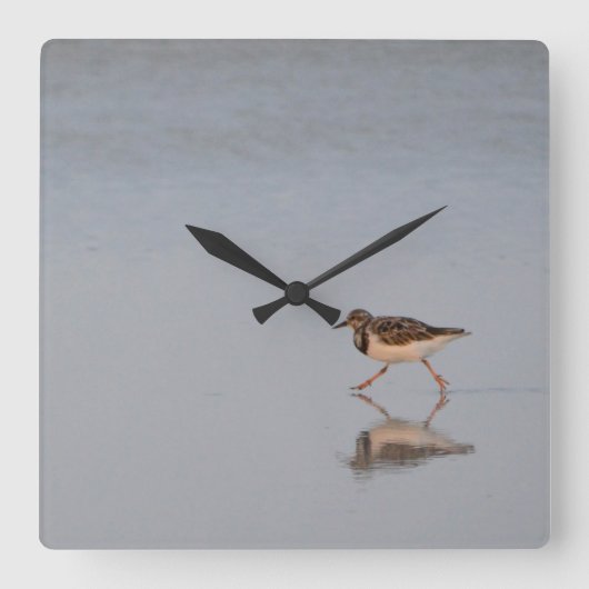 Sandpiper am Strand Quadratische Wanduhr (Vorderseite)