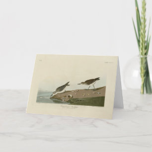 Sandpiper, Audubons Vögel von Amerika Karte