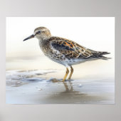 Sandpiper Bird Art Print Poster (Vorne)