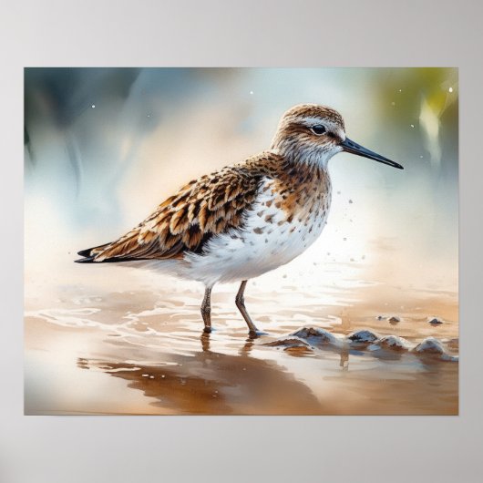 Sandpiper Bird Art Print Poster (Vorne)