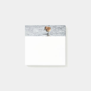 Sandpiper Bird Foto Stationery 3x3 - Anmerkungen Post-it Klebezettel