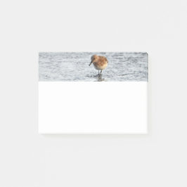 Sandpiper Bird Foto Stationery 4x3 Postit Notes Post-it Klebezettel