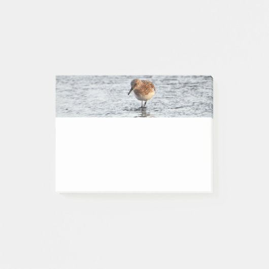 Sandpiper Bird Foto Stationery 4x3 Postit Notes Post-it Klebezettel (Vorderseite)