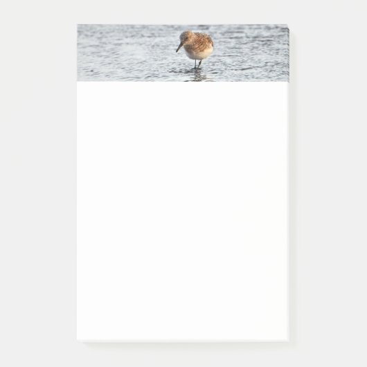 Sandpiper Bird Foto Stationery 4x6 Hinweise Post-it Klebezettel (Vorderseite)