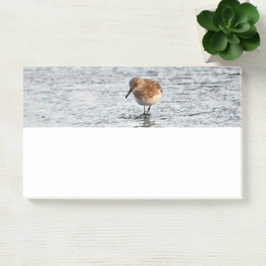 Sandpiper Bird Foto Stationery Note Pad Post-it Klebezettel (Büro)