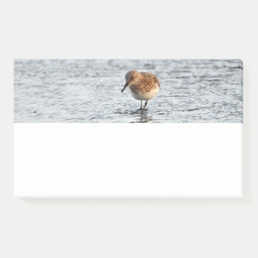 Sandpiper Bird Foto Stationery Note Pad Post-it Klebezettel (Vorderseite)