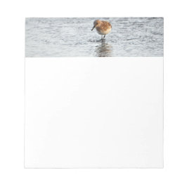 Sandpiper Bird Foto Stationpapier Notizblock