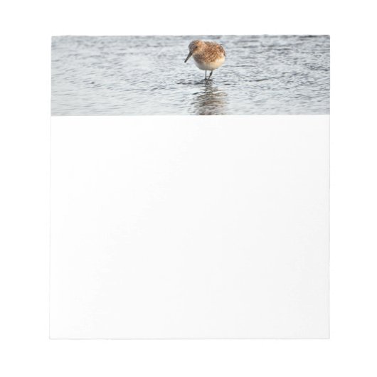 Sandpiper Bird Foto Stationpapier Notizblock (Vorderseite)
