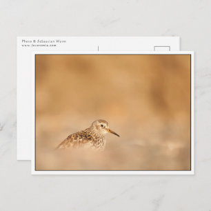 Sandpiper Bird Nature Foto Postkarte