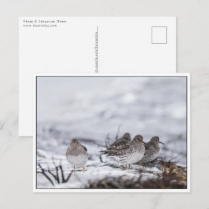 Sandpiper Birds Nature Foto Postkarte