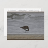 Sandpiper Bows | Blue Beach Song™ Postkarte (Vorne/Hinten)