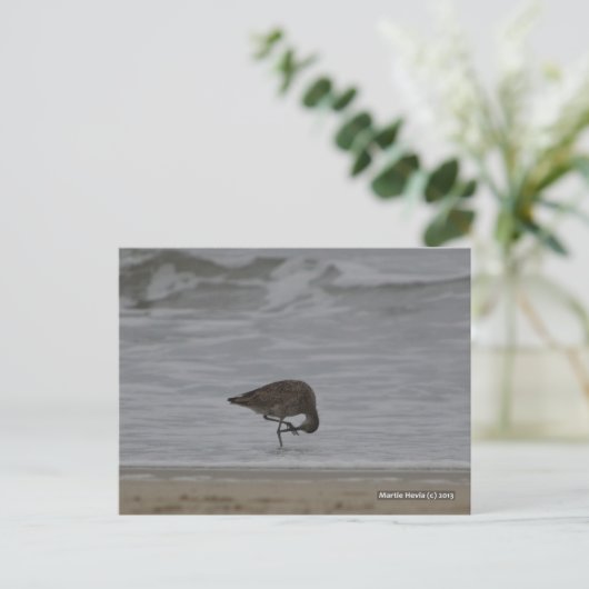 Sandpiper Bows Postkarte (Stehend Vorderseite)
